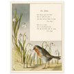 The Robin poem About Robins bird illustration by Lady Lindsay.