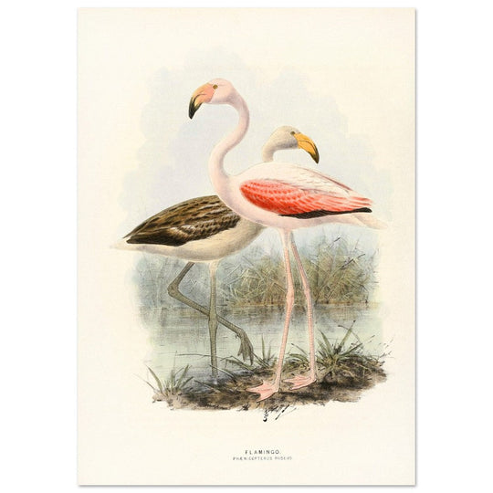 Flamingoes . Vintage bird print .   XIX beautiful illustration of european birds collection.