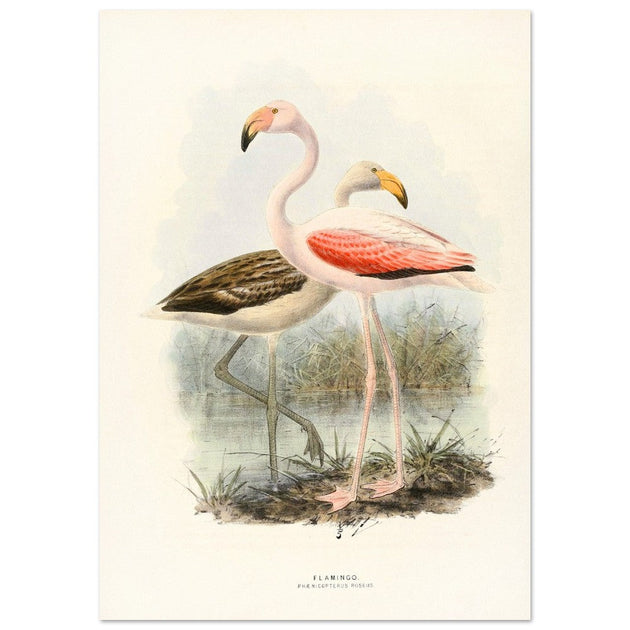 Flamingoes . Vintage bird print .   XIX beautiful illustration of european birds collection.
