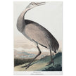 Hooping Crane Sandhill Crane, Grus canadensis by Robert Havel after James Audubon plate reproduction