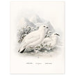 Willow and Rock Ptarmigan birds. Vintage bird print.   XIX beautiful illustration of european birds collection.