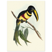 Toucan by John Gould XIX Century. Antique bird illustration