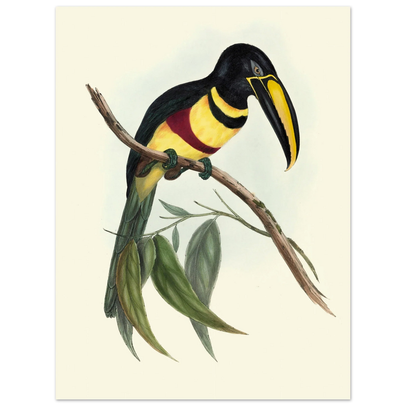 Toucan by John Gould XIX Century. Antique bird illustration