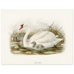 Mute swan . Vintage bird print .   XIX beautiful illustration of european birds collection.