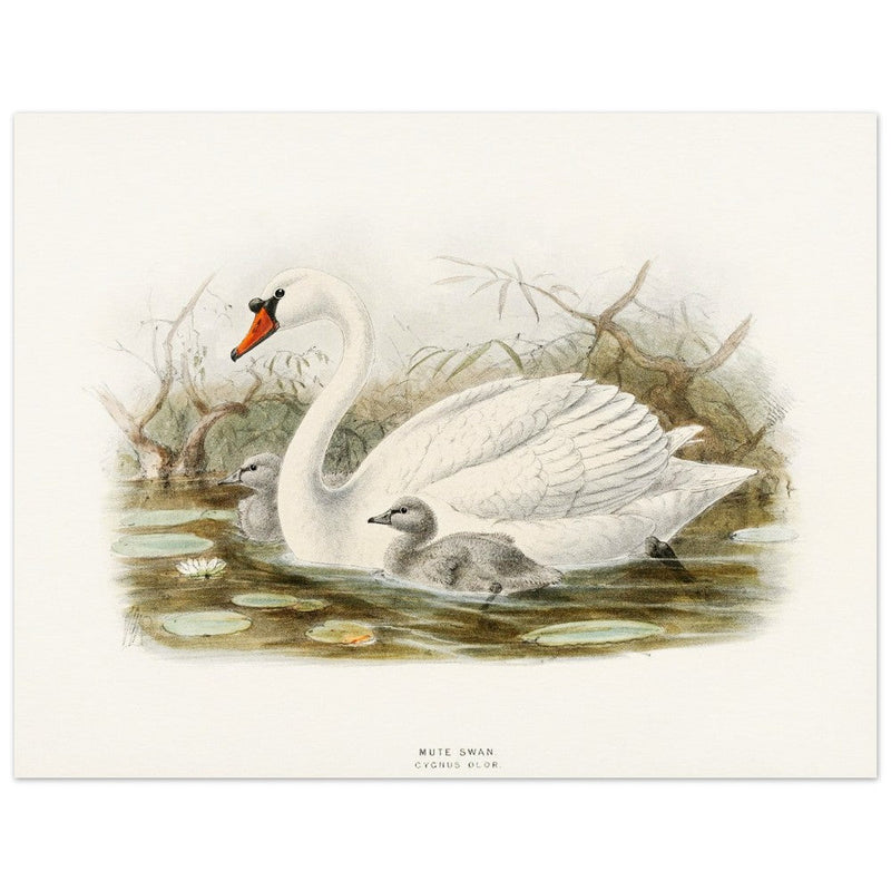 Mute swan . Vintage bird print .   XIX beautiful illustration of european birds collection.