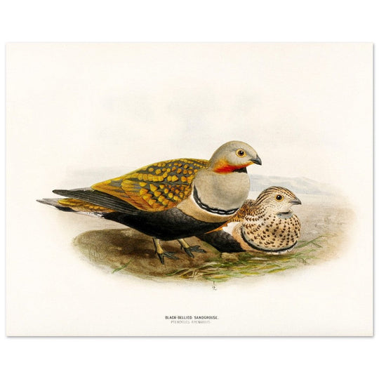 Black bellied sandgrouse birds. Vintage bird print.   XIX beautiful illustration of european birds collection.