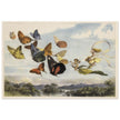 Richard Doyle illustration for Fairyland. The Fairy Queen in her carriage driven by butterflies.
