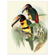 Art print of beautiful vintage toucans birds by John Gould XIX Century.