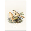 Algerian desert sparrow. Vintage bird print.   XIX beautiful illustration of european birds collection.
