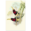 Art print of two vintage red toucans by John Gould XIX Century. Antique bird painting