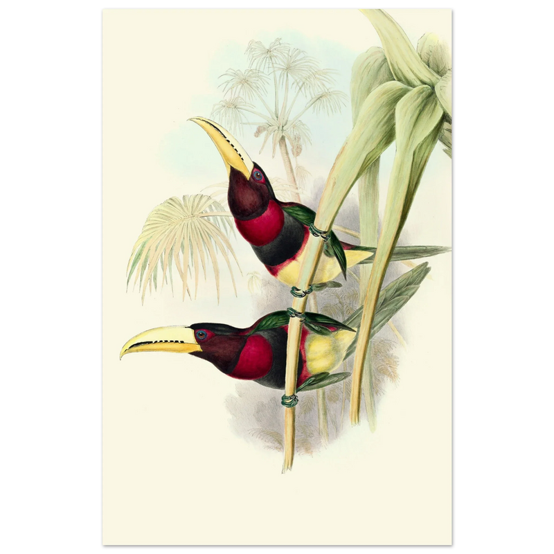 Art print of two vintage red toucans by John Gould XIX Century. Antique bird painting