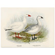 Snow goose. Vintage bird print .   XIX beautiful illustration of antique birds collection.