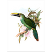 Art print / canvas of vintage green toucan by John Gould XIX Century. Antique bird painting