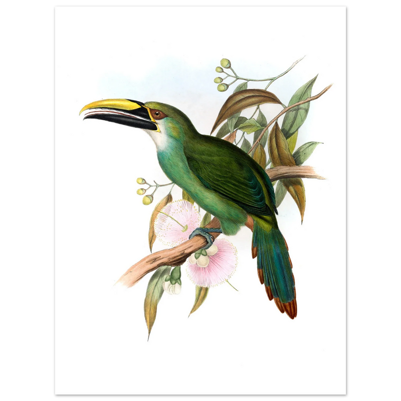 Art print / canvas of vintage green toucan by John Gould XIX Century. Antique bird painting