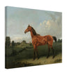 A Bay Horse in a Field by Edmund Bristow old painting 1825.