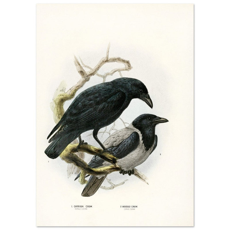 Carrion and hooded crows. Vintage bird print.   XIX beautiful illustration of european birds collection.