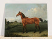 A Bay Horse in a Field by Edmund Bristow old painting 1825.