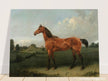 A Bay Horse in a Field by Edmund Bristow old painting 1825.