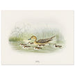 Pintail duck with duclings . Vintage bird print .   XIX beautiful illustration of european birds collection.