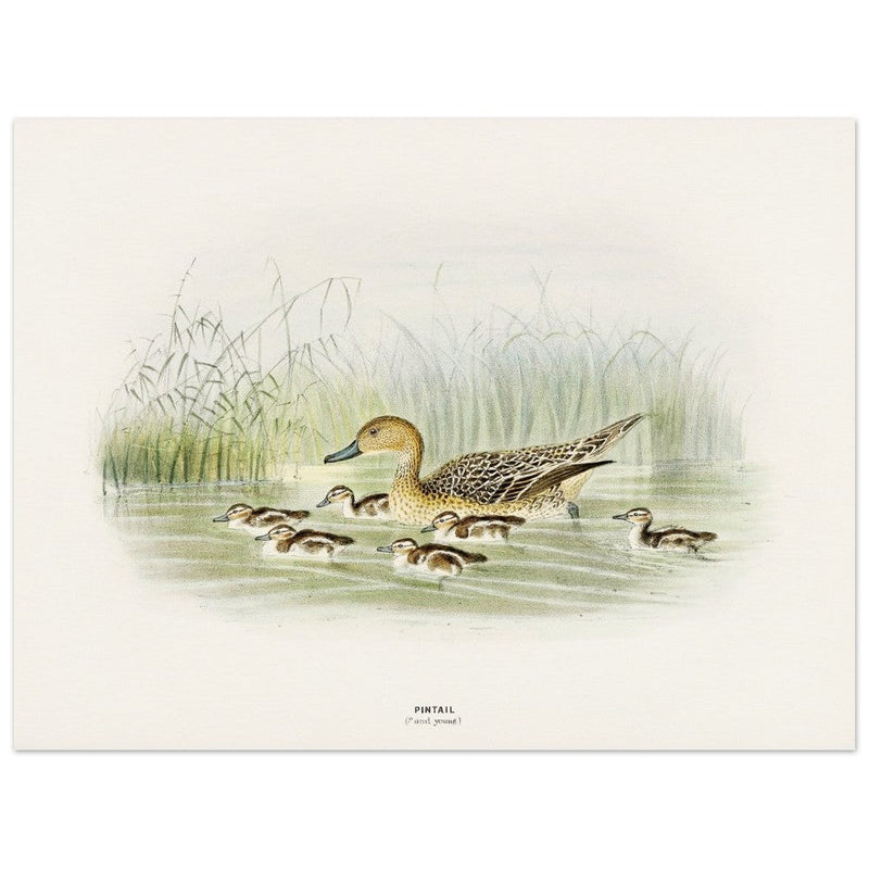 Pintail duck with duclings . Vintage bird print .   XIX beautiful illustration of european birds collection.