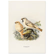 Algerian desert sparrow. Vintage bird print.   XIX beautiful illustration of european birds collection.