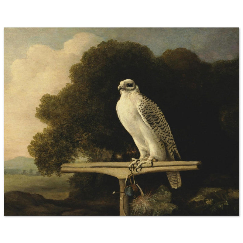 Greenland Falcon old oil paint  by George Stubbs.