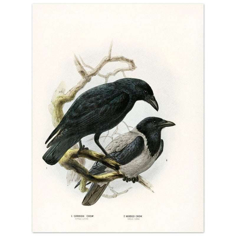 Carrion and hooded crows. Vintage bird print.   XIX beautiful illustration of european birds collection.