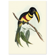 Toucan by John Gould XIX Century. Antique bird illustration