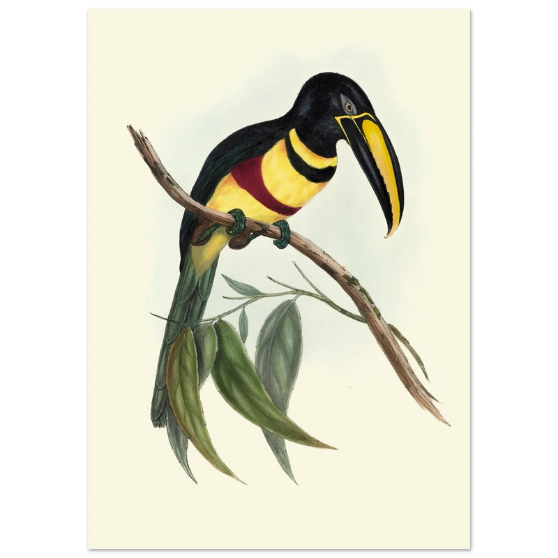 Toucan by John Gould XIX Century. Antique bird illustration