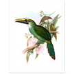 Art print / canvas of vintage green toucan by John Gould XIX Century. Antique bird painting