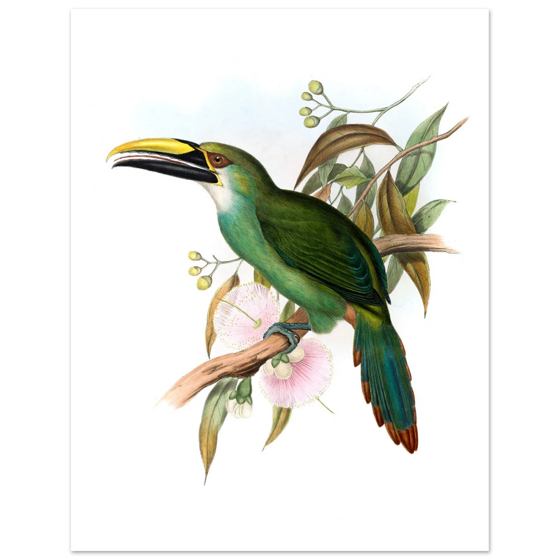 Art print / canvas of vintage green toucan by John Gould XIX Century. Antique bird painting