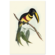 Toucan by John Gould XIX Century. Antique bird illustration