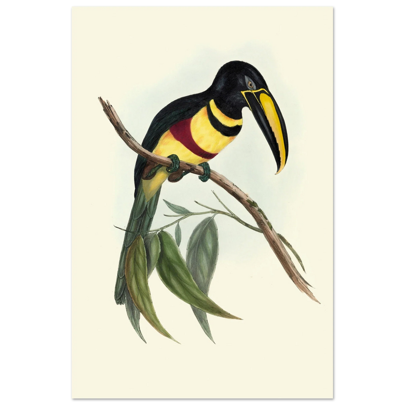 Toucan by John Gould XIX Century. Antique bird illustration