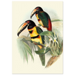 Art print of beautiful vintage toucans birds by John Gould XIX Century.