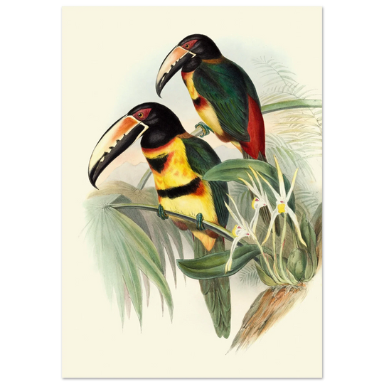 Art print of beautiful vintage toucans birds by John Gould XIX Century.