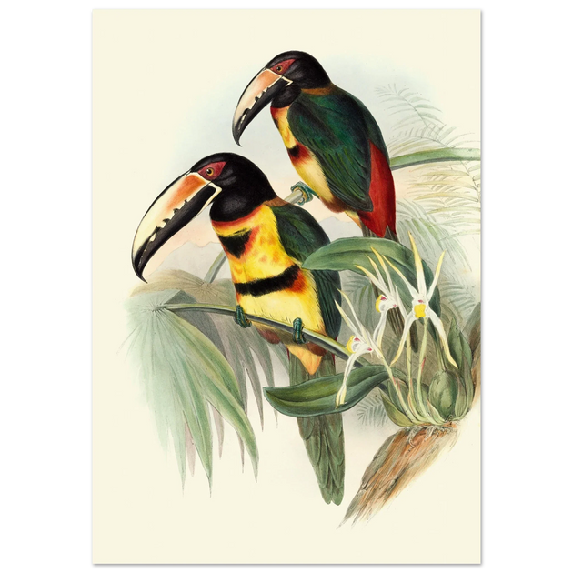 Art print of beautiful vintage toucans birds by John Gould XIX Century.