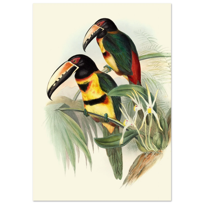 Art print of beautiful vintage toucans birds by John Gould XIX Century.
