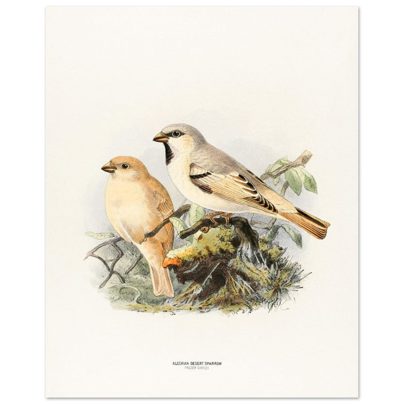 Algerian desert sparrow. Vintage bird print.   XIX beautiful illustration of european birds collection.