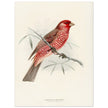 Caucasian Rose finch. Vintage bird print .   XIX beautiful illustration of european birds collection.