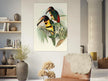 Art print of beautiful vintage toucans birds by John Gould XIX Century.