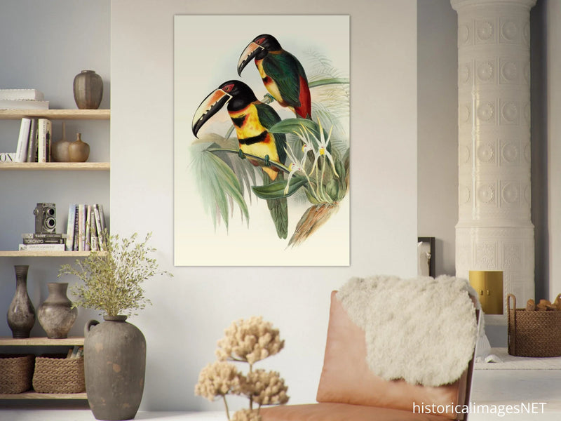 Art print of beautiful vintage toucans birds by John Gould XIX Century.
