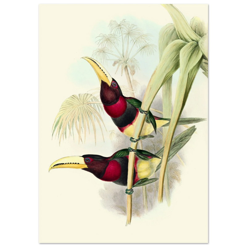 Art print of two vintage red toucans by John Gould XIX Century. Antique bird painting