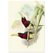 Art print of two vintage red toucans by John Gould XIX Century. Antique bird painting