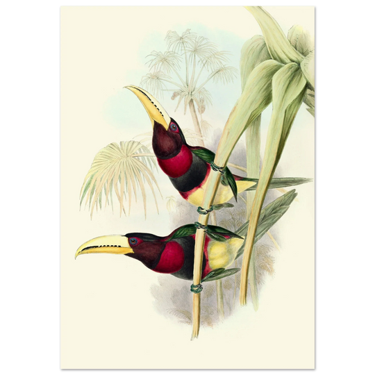 Art print of two vintage red toucans by John Gould XIX Century. Antique bird painting