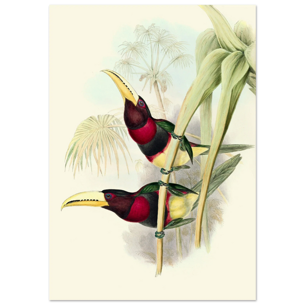 Art print of two vintage red toucans by John Gould XIX Century. Antique bird painting