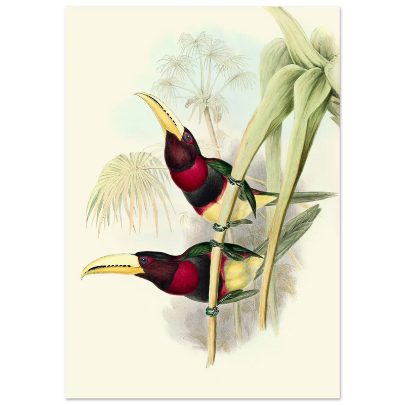 Art print of two vintage red toucans by John Gould XIX Century. Antique bird painting