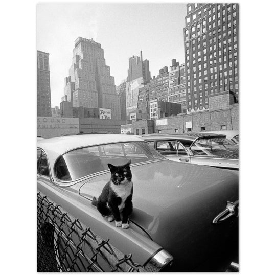 Cat sitting on vintage car. Skyscrapers in New York City. Black and white photo by Angelo Rizzuto