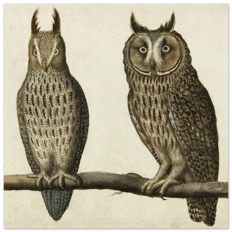 Scops Owl and Long-eared Owl vintage illustration.