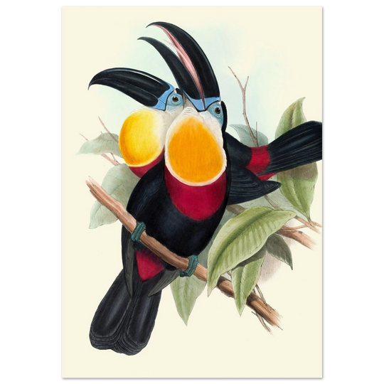 Art print of vintage colorful toucans by John Gould XIX Century. Antique bird painting poster