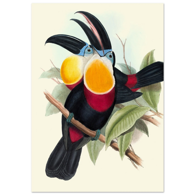 Art print of vintage colorful toucans by John Gould XIX Century. Antique bird painting poster